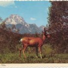 Buck Mule Deer in Velvet  Postcard Mountain Scene #0087