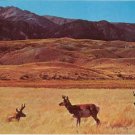 Antelope on the Prairies of Wyoming Postcard #0089