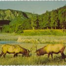 Bull Elks Engage in Combat  American Prairie scene Postcard  #0086