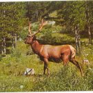 Male Elk in American woodland scene Chrome Postcard #0093