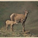 Sheep - Mother &  Kid high in the Rockies  Chrome Postcard  #0091