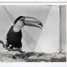TOCO TOUCAN Catalina Bird Park CA Postcard RPPC Frashers #0304