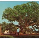 The Wye Oak and Schoolhouse  Wye Mills, MD postcard c. 1950s    #0386