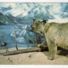 Glacier Bear - University of Alaska Museum Fairbanks, AK postcard  #0397