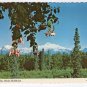 Mount McKinley, Alaska Postcard Summer View Jean Petersen photo #0407
