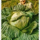 44 Pound Cabbage Palmer, Matanuska Valley, Alaska Plastichrome Postcard "alaska joe" ORIGINAL #0411