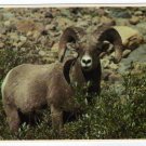 Big Horn Sheep Postcard Glacier National Park Montana Plastichrome Mark Duran photo