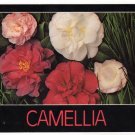 Camellia Varieties Postcard   Charles and Joann Jordan Photo