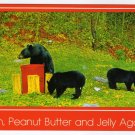 Black Bears Postcard Photo by Joyce L. Haynes