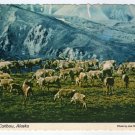 Migrating Caribou, Alaska Postcard photo Joe Hankins Plastichrome