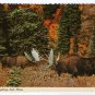 Alaskan Fighting Bull Moose Postcard "Alaska Joe" original 1970