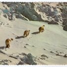 Polar Bear Mother and Cubs Postcard photo Lee Miller "alaska joe" original 1976