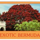Exotic Bermuda postcard blooming poinciana tree Hamilton #0461