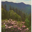 Rhododendron In Bloom Near Newfound Gap Great Smoky Mountains National Park TN 1960s Rhododendron In Bloom Near Newfound Gap Great Smoky Mountains National Park TN 1960s