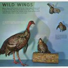 Wild Wings Exhibit Sugarlands Visitor Center Great Smoky Mountains National Park postcard Gatlinburg