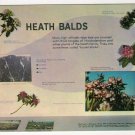 Heath Balds Exhibit Sugarlands Visitor Center Great Smoky Mountains National Park Gatlinburg TN 506