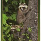 Raccoons - Animals of the Smokies - Great Smoky Mountains - APS Postcard Photo Alan Carey Raccoons - Animals of the Smokies - Great Smoky Mountains - APS Postcard Photo Alan Carey