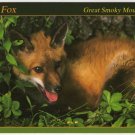 Red Fox - Animals of the Smokies - Great Smoky Mountains - APS Postcard Photo Alan Carey Red Fox - Animals of the Smokies - Great Smoky Mountains - APS Postcard Photo Alan Carey