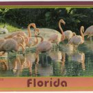 Florida Pink Flamingos Postcard Photo by Werner J. Bertesh Scenic Florida Dist FL FLA  #0530