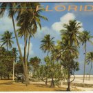 Tropical Florida Postcard  Palm Trees and Beach Photo by John Gordash  FL FLA #0526