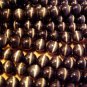 Fiber optic Beads: Cats Eye Beads: BLACK 4mm Round