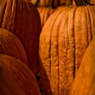 Pumpkins - 13x19 Print