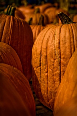 Pumpkins - 13x19 Print