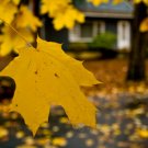 Yellow Maple III