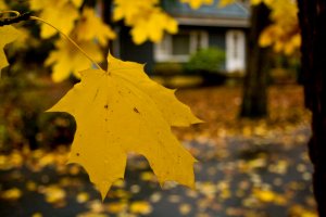Yellow Maple III