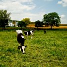 Amish Cows - 8x10 Print