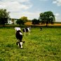 Amish Cows - 8x10 Print