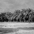 Palm Trees - 8x10 Print