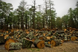 Log Field - 13x19 Print