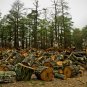 Log Field - 13x19 Print