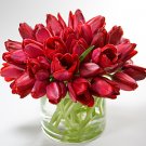 Sweet Tulips