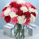Carnations Bouquet