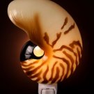 Nautilus Nightlight - Ibis & Orchid Designs