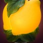 Lemons Nightlight - Ibis & Orchid Designs