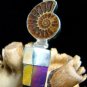 FOSSIL AMMONITE SHELL & NATURAL RAINBOW CRYSTAL STERLING SILVER PENDANT