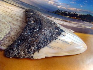 SOUTH PACIFIC FOSSIL " MEGALODON " SHARK TOOTH - RARE NEW CALEDONIA 4 1/4" POLISHED
