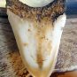 SOUTH PACIFIC FOSSIL " MEGALODON " SHARK TOOTH  - RARE NEW CALEDONIA  4 1/4" POLISHED