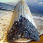 SOUTH PACIFIC FOSSIL " MEGALODON " SHARK TOOTH - RARE NEW CALEDONIA 4 1/4" POLISHED