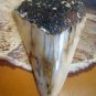 SOUTH PACIFIC 3 3/8" FOSSIL " MEGALODON SHARK " TOOTH  RARE  - NEW CALEDONIA  - POLISHED TOOTH