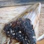 SOUTH PACIFIC 3 3/8" FOSSIL " MEGALODON SHARK " TOOTH RARE - NEW CALEDONIA - POLISHED TOOTH