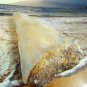 SOUTH PACIFIC 3 3/8" FOSSIL " MEGALODON SHARK " TOOTH RARE - NEW CALEDONIA - POLISHED TOOTH