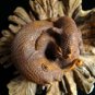 JACKSON CHAMELEON and BABY CARVED, HAWAII MILO WOOD MINIATURE FIGURINE, ONYX GEMSTONE EYES