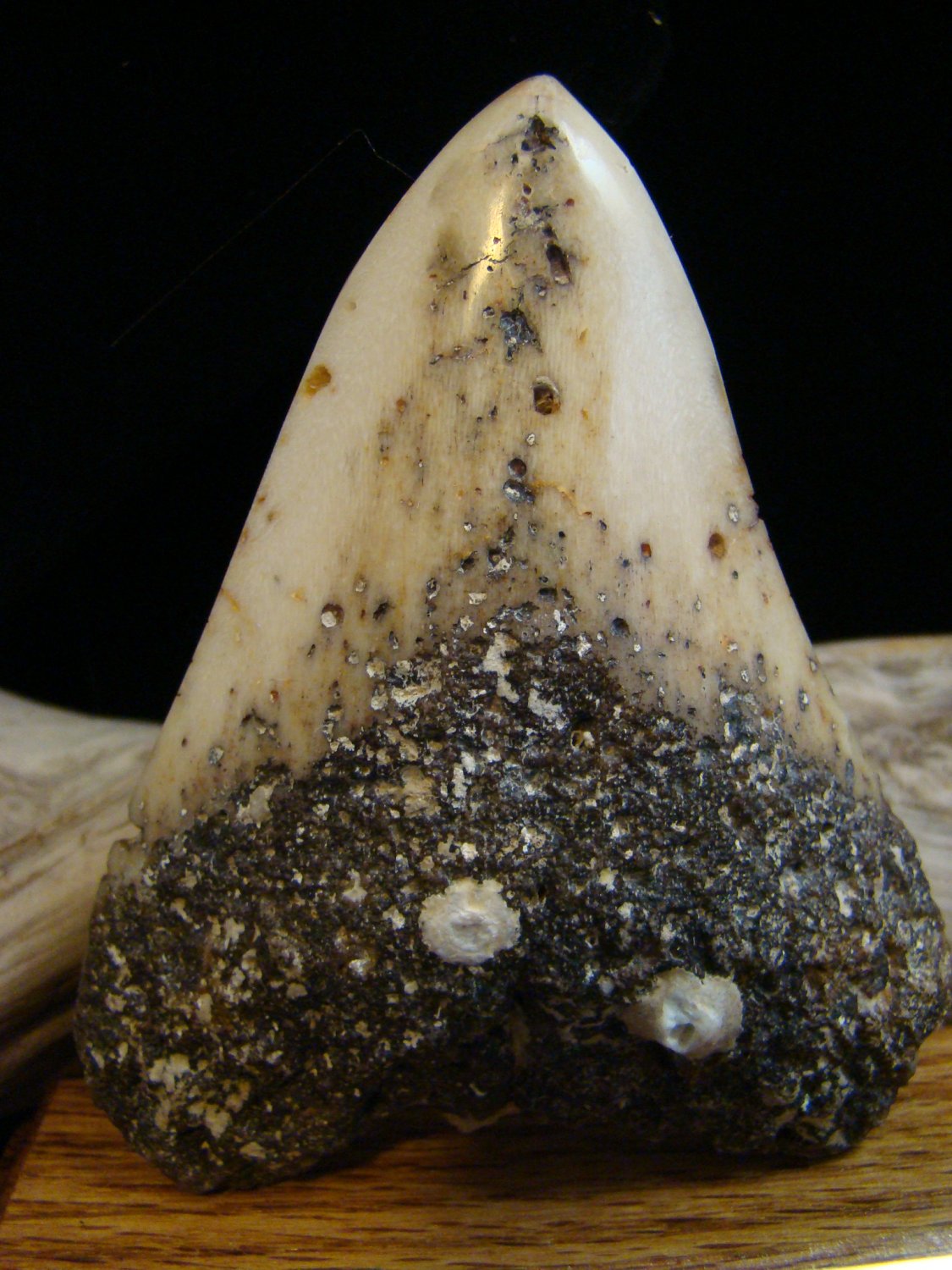 Rare 4 1/2" Pacific Ocean Fossil Megalodon Shark Tooth - New Caledonia