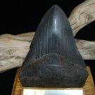 Fossil 4 3/4" Huge Black " Megalodon Shark " Tooth - 121mm - attractive Wood display Stand included