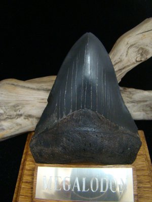 Fossil 4 3/4" Huge Black " Megalodon Shark " Tooth - 121mm - attractive Wood display Stand included
