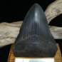 Fossil 4 3/4" Huge Black " Megalodon Shark " Tooth - 121mm - attractive Wood display Stand included